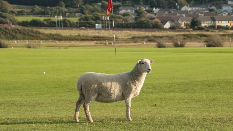 The approach to the 17th is well guarded by a burn, a road, and sometimes sheep.